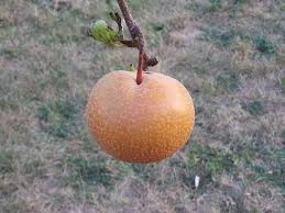 Chojuro  amv  — runnin. Asian Pear No Flowers General Fruit Growing Growing Fruit