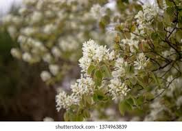 Image result for Amelanchier ovalis