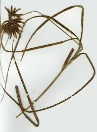 Image result for Bolboschoenus glaucus