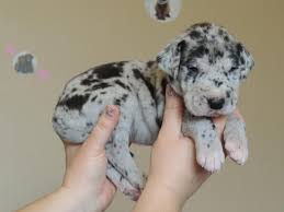 Maybe you would like to learn more about one of these? Images Images Images Did Great On A Test Crossword Clue Pupkits
