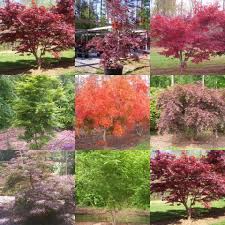 Pin By Kimberly Kirk On Inspiration Japanese Maple Tree Japanese Maple Garden Flowering Trees