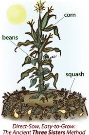 Planting a three sisters garden. Plant A Three Sisters Garden Corn Beans And Squash The Old Farmer S Almanac