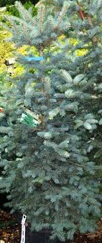 Eastern red cedar is indigenous to most of the eastern seaboard and midwest, which means it is ideally suited for most growing conditions and areas. 10 Evergreen Trees Ideas Deciduous Trees Cedar Trees Evergreen Trees