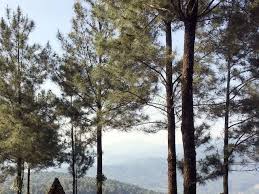 Check spelling or type a new query. 15 Wisata Alam Gunung Benteng Pabangbon Panorama Pabangbon Bogor Jawa Barat Benteng Foto Wisata Alam