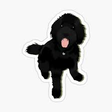 Located at smeraglia farm in alabama. Black Golden Doodle Stickers Redbubble