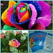 Check spelling or type a new query. Jual Bibit Bunga Mawar Rainbow Warna Warni Kota Bekasi Chibishop Tokopedia