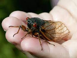 President biden had a brief encounter with a cicada before he left for the g7 summit in the uk. They Re Back Millions Of Cicadas Expected To Emerge This Year Npr