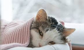 If your cat regurgitates food soon after eating, he may have a problem. Hkokwzbh9qfktm
