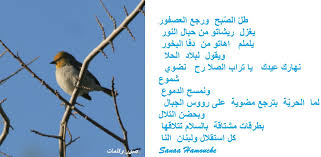 عصفور8 Animals Sana A