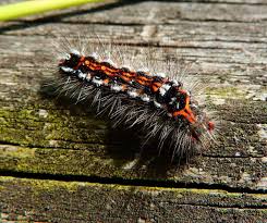 The caterpillar is very large and pale green in color, with red dots that feature small spines. Yellow Tail Swan Moth Caterpillar By Patomarazul Jungledragon