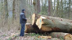 Wenn es sich um einen horstbaum handelt, also vögel in den zweigen brüten, darf der baum nicht gefällt werden. Niedersachsen Zevener Ahe Forstwirtschaft Auf Dem Holzweg Bundesburgerinitiative Waldschutz Bbiws