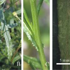 Image result for Sporobolus tenuissimus