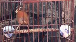 Rp 1.850.000 forsale tledean gunung. Burung Wambi Anakan Gacor Youtube