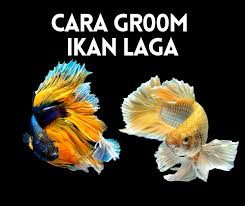 Kami sediakan pelbagai jenis bahan pencuci. Maksud Grooming Ikan Laga Cara Groom Ikan Laga