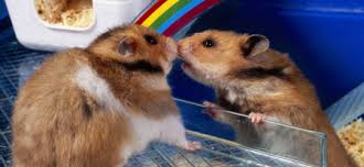 Goldhamster Einzel Oder Paarhaltung