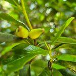 Image result for Peddiea