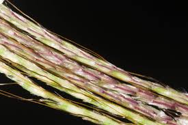 Image result for Bothriochloa bladhii