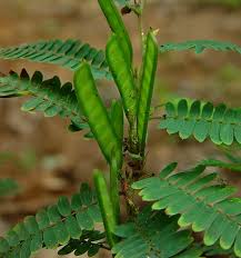 Image result for Chamaecrista paralias