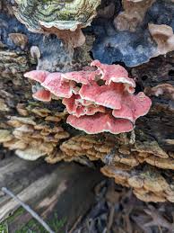 Image result for Merulius incarnatus