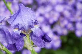 Find images of iris flower. 2 000 Free Iris Flowers Iris Images