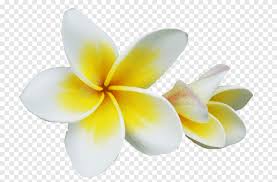 Champak Png Images Pngegg Discover 15469 free flower png images with transparent backgrounds.