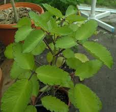 2 Medicinal Kalanchoe Pinnata Bryophyllum Pinnatum Leaf Of Etsy Plants Trees To Plant Planting Succulents