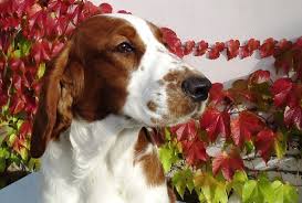 Image result for velššpringršpaněl