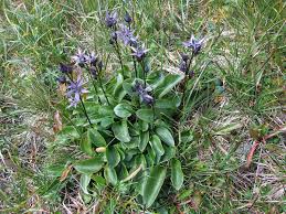 Image result for Swertia brownii