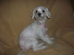 331 free images of maltese. Poor Shaved Willow Maltese Dogs Forum Spoiled Maltese Forums
