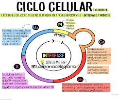 En esa primera fase de la actuación se pretende reducir a la mitad los carriles de tráfico (solo uno por sentido), disminuyendo además la velocidad de los coches a 30. Resumen Ciclo Celular Biologia Medicina Unlp Filadd