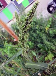 Image result for Echinochloa frumentacea