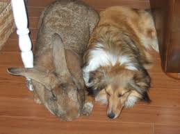 3 common causes of death in rabbits. Do Giant Rabbits Make Great Pets How Long Do They Live