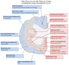 important spinal cord injury syndromes deranged physiology