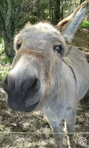 Ane Nain Du Maroc Animaux Puy De Dome Leboncoin Fr Animaux Ane Nain Ane