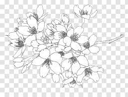 We did not find results for: Cherry Blossom Illustration Flora Line Drawing Flowers Transparent Png