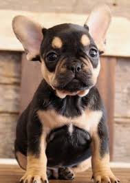 Black And Tan Frenchie Cost Popular For Their Trainability And Happy Dispositions The Golden And Labrador Retrievers Are The Option Pet For French Bulldog Puppies Bulldog Puppies Bulldog