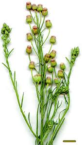 Image result for Conyza