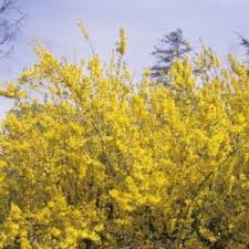 Forsythia Intermedia Nimbus Forsythia Plants