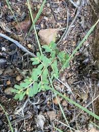 Image result for Euphorbia inaequilatera