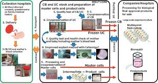 Wiping up from the clamp towards the. Umbilical Cord Blood And Cord Tissue Bank As A Source For Allogeneic Use Intechopen