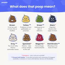 Image result for blood in stool human poop