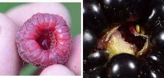 It is considered an invasive pest in the nw united states since 2009. Raspberry Worms Safe To Eat Raspberry
