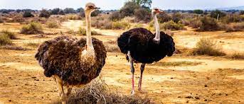 The 20 Dumbest Animals In The World Az Animals