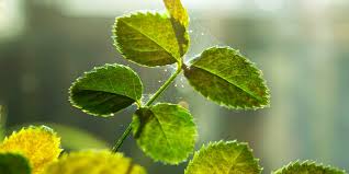 The problem is that they multiply fast and soon they will establish a colony of tiny mites… there are many factors that can cause a spider mite infestation on your houseplant. Indoor Pest Control Part 1 Spider Mites Salisbury Greenhouse