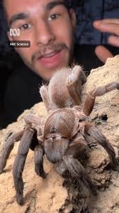 Tarantulas can live deep underground and are safer than we think 🕷️, 🎥:  Nick Volpe & Lucyna Kania, #Tarantula #Spiders #Australia #Science