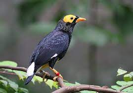 Pin On Birds Sturnidae Starlings