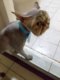 There are 549 lion cut cat for sale on etsy, and they cost $9.58 on average. The Lion Cut The Dragon Cut For Cats