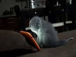 Bilgisayar Oyunu Oynayan Yavru Kedi Cat Play Computer Game Scottishfold Yavrulari Sevimli Yavru Kediler Tatli Bebekl Kedi Scottish Fold Kediler Ve Yavrulari