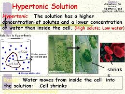 Check spelling or type a new query. Section Objectives Explain How The Processes Of Diffusion