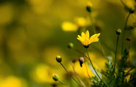 Maybe you would like to learn more about one of these? Hd Wallpaper Yellow Petaled Flower In Self Focus Photo Dark Flower Half Moon Bay Wallpaper Flare